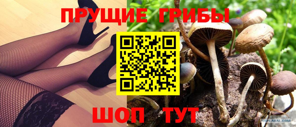 Псилоцибиновые грибы GOLDEN TEACHER  магазин  наркотиков  Вход с VPN  Тавда  Псилоцибиновые грибы Psilocybe 